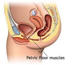 Pelvic taban rehabilitasyon